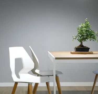 White moulded chairs at a pale wood dining table, with a bonsai tree at its centre.